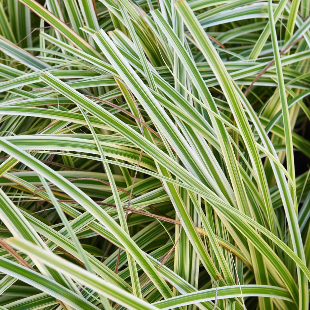 Thompson and Morgan Carex Oshimensis Feather Falls Plant Pot 3L Image 3