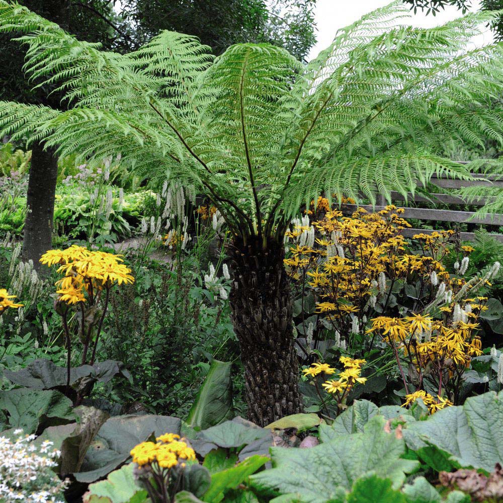 Thompson and Morgan Dicksonia Antarctica Tree Fern 0.5ft Trunk Root Wrap 2 Pack Image 1