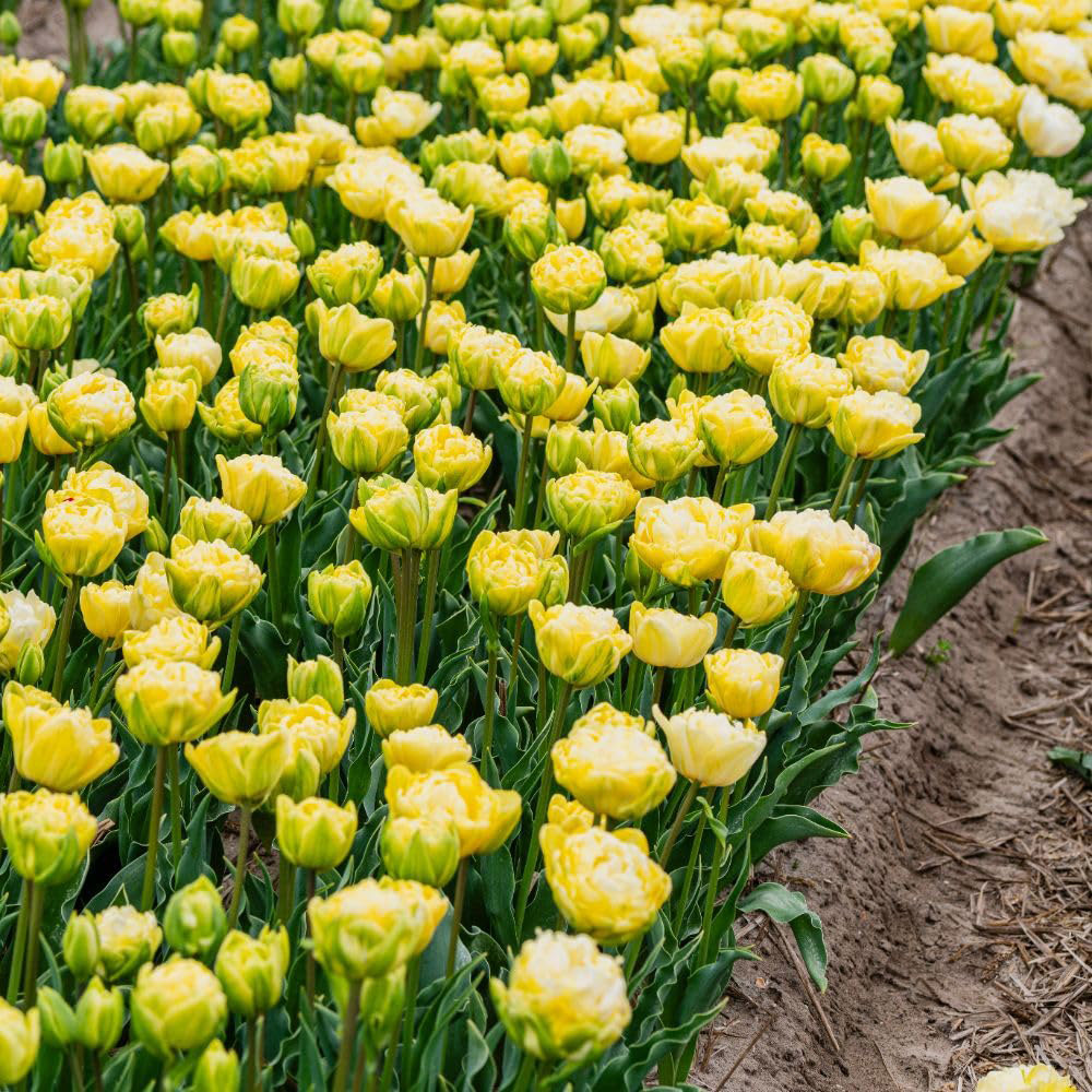 Thompson and Morgan Tulip Wedding Dream Planting Bulb 16 Pack Image 5