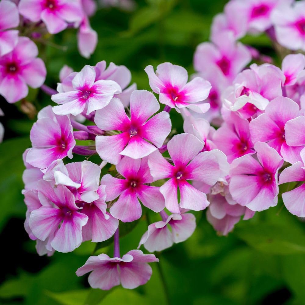 Thompson and Morgan Phlox Paniculata Bright Eyes Plant Pot 9cm 2 Pack Image 1