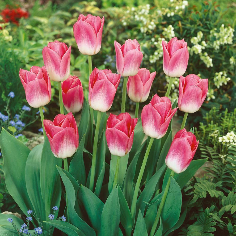 Thompson and Morgan Tulip Dynasty Planting Bulb 10 Pack Image 3