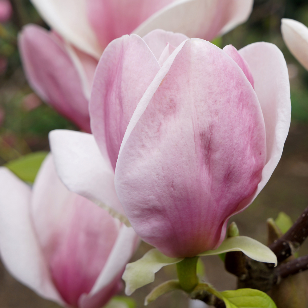 YouGarden Magnolia Soulangeana Plant Pot 9cm Image 2