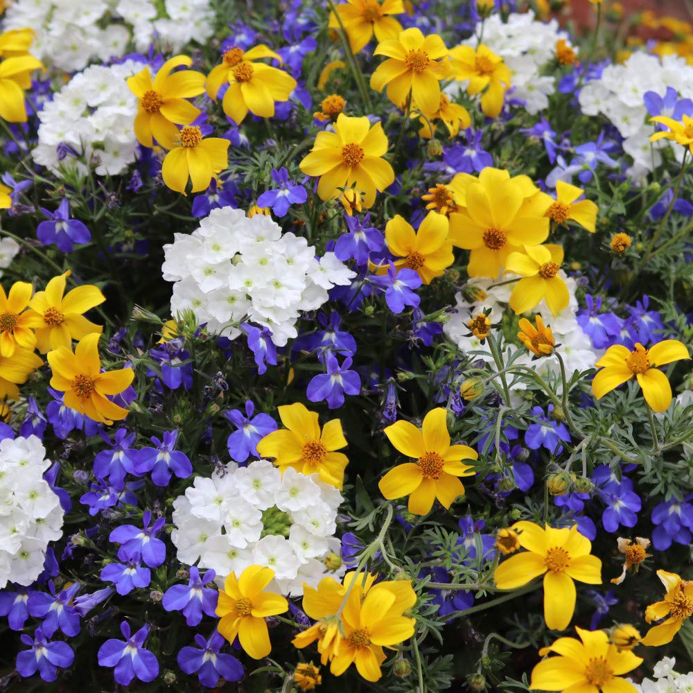 Thompson and Morgan Sherbet Lemon Preplanted Basket 25cm 2 Pack Image 2