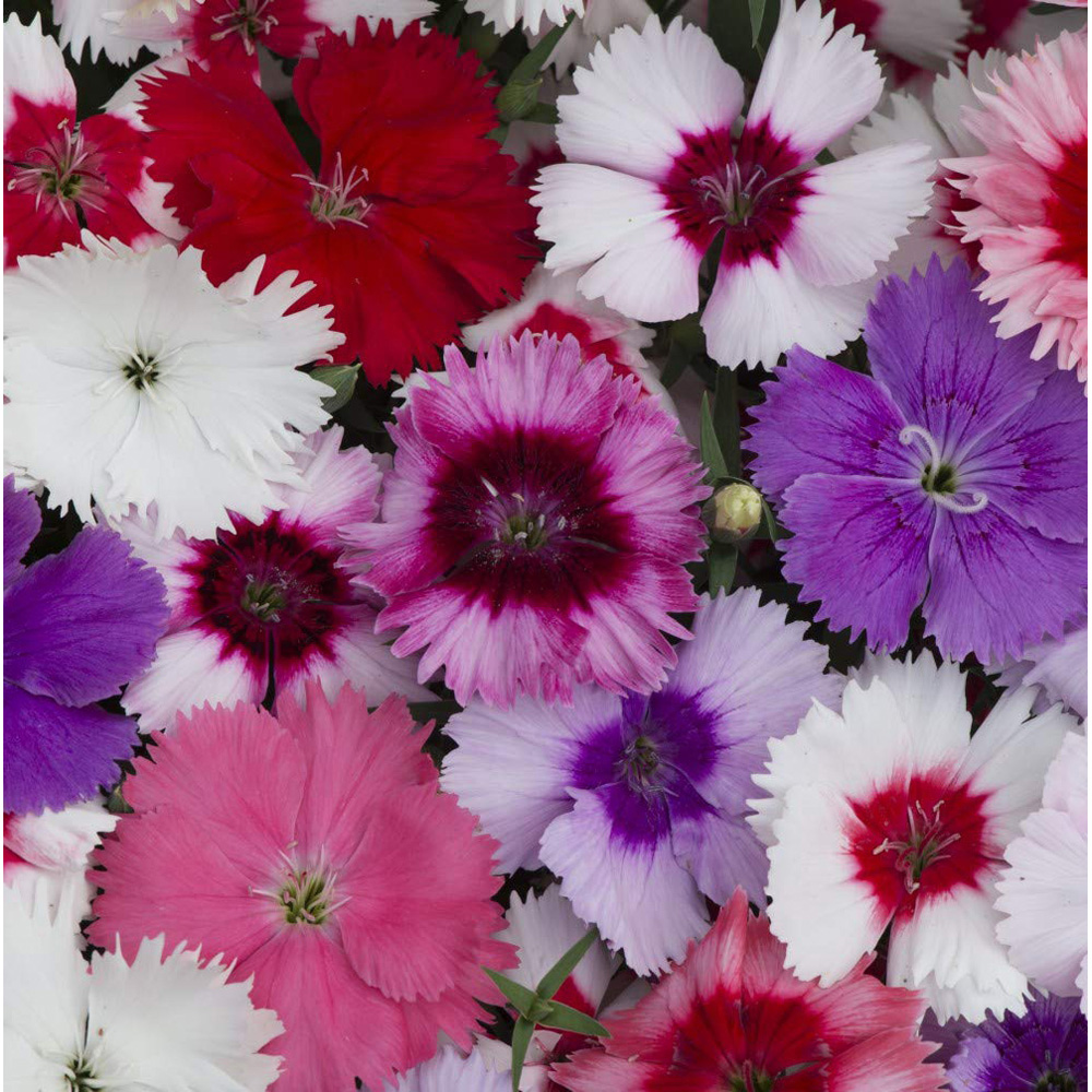 Thompson and Morgan Container Collection Mixed Plant Plug 144 Pack Image 5