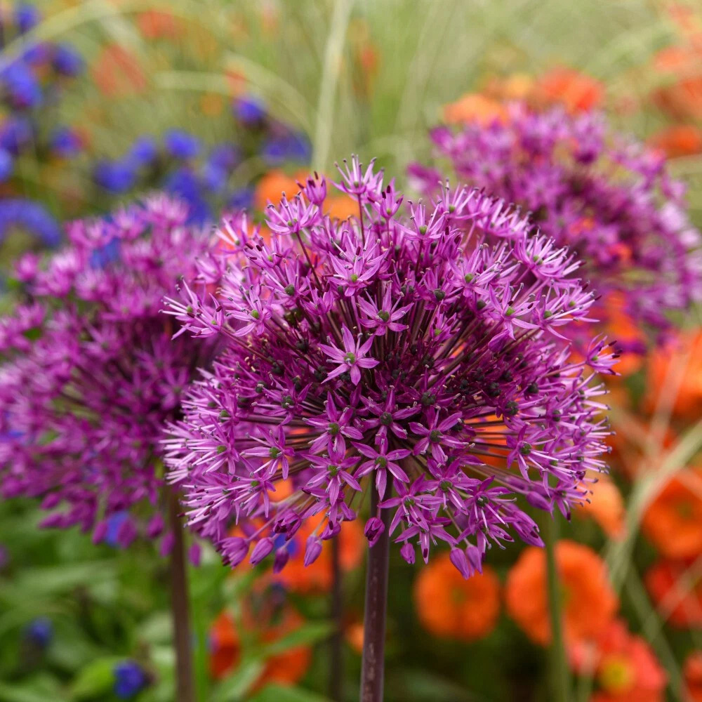 Thompson and Morgan Allium Purple Sensation Planting Bulb 32 Pack Image 2