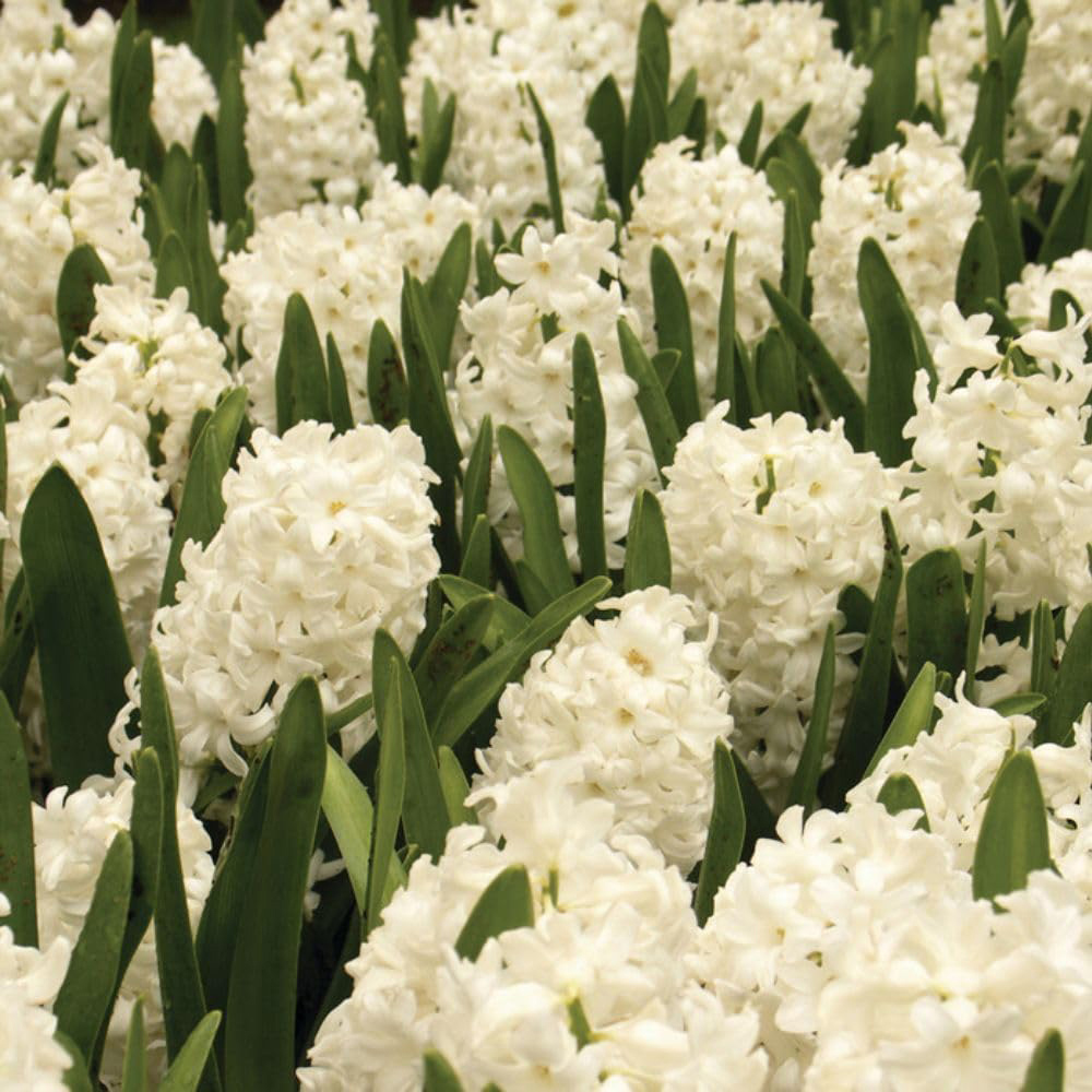 Thompson and Morgan Christmas Gift Hyacinth White Pearl 5 Planting Bulb in Pot Image 4