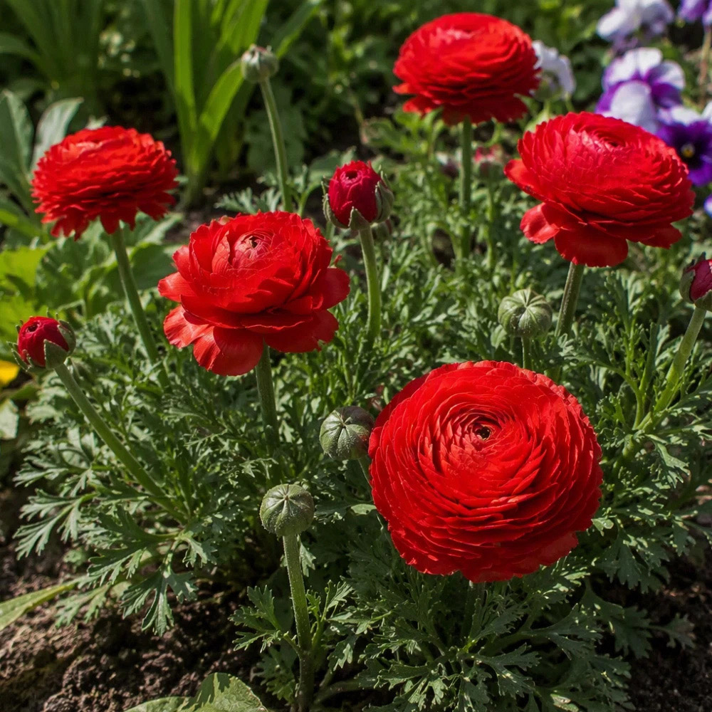 Thompson and Morgan Ranunculus Red Autumn Planting Bulb 8 Pack Image 3