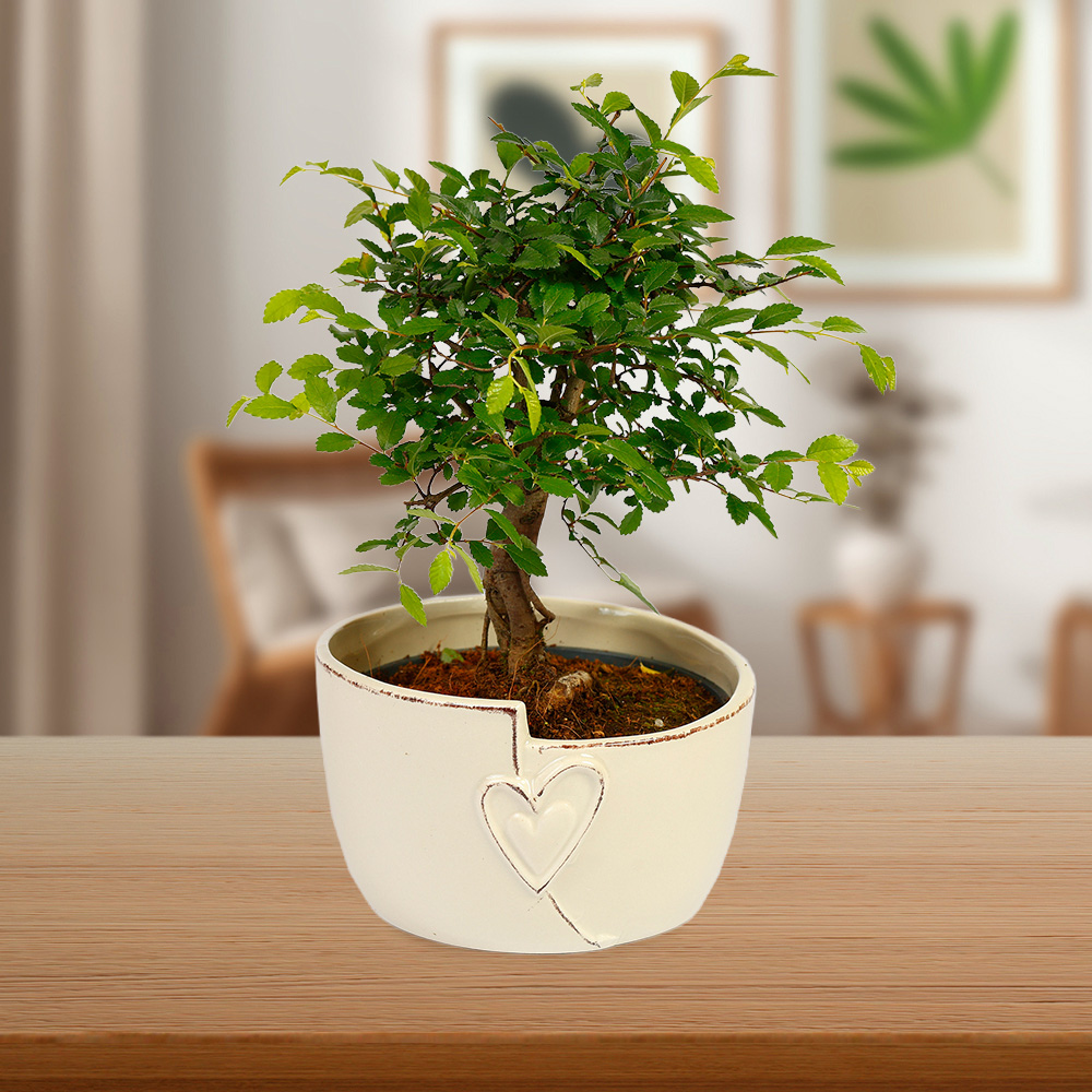 YouGarden Straight Trunk Bonsai Tree in Ceramic Pot Image 1