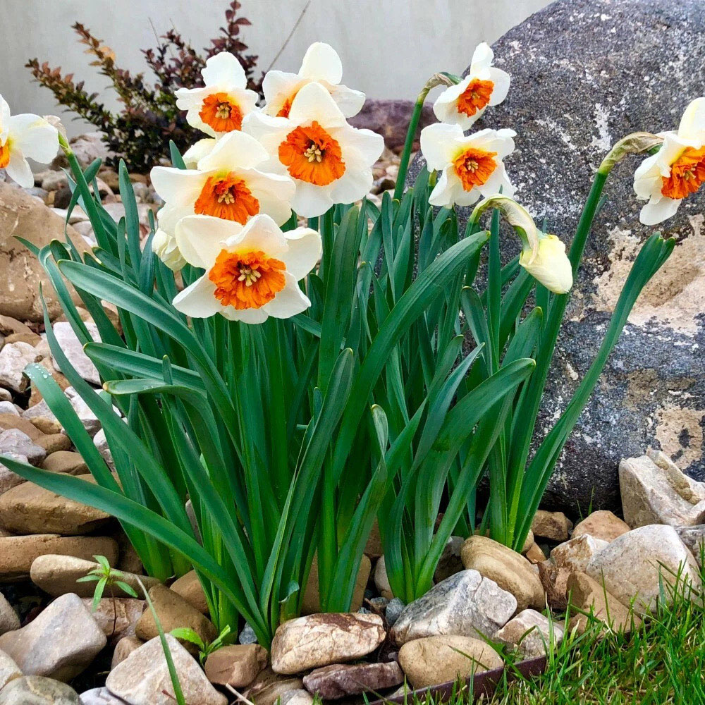 Thompson and Morgan Daffodil Bella Vista Planting Bulb 8 Pack Image 2