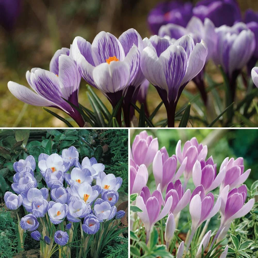 Thompson and Morgan Crocus Bicolour Mix Planting Bulb 20 Pack Image 1