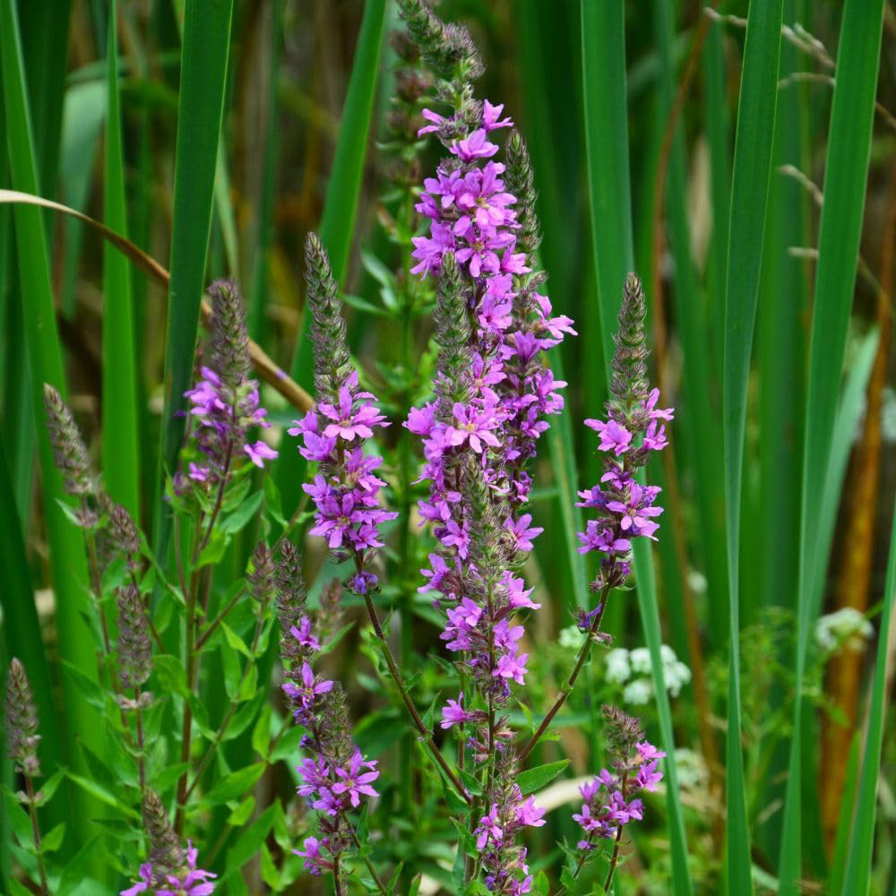 Thompson and Morgan Lythrum Salicaria Plant Pot 1L Image 2