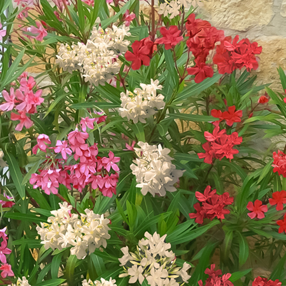 YouGarden Tricolour Oleander Bushes Plant Pot 15cm 2 Pack Image 1