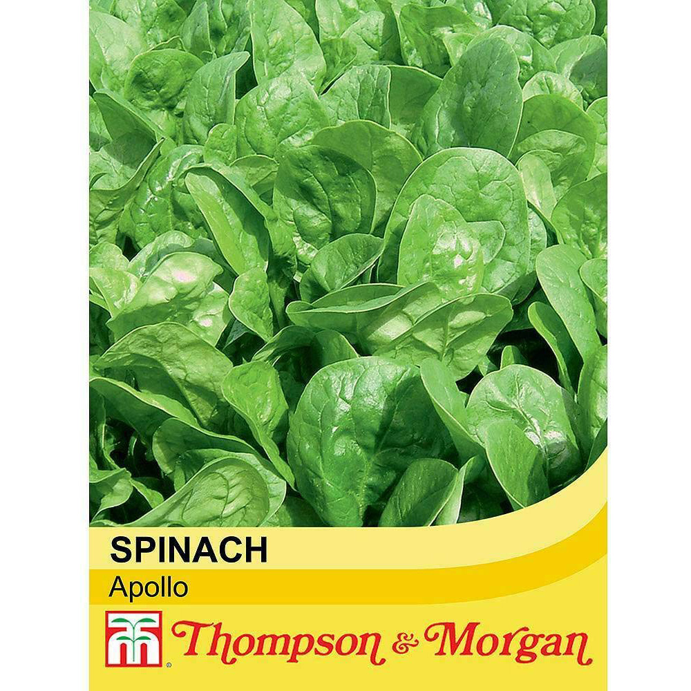 Thompson and Morgan Spinach Apollo F1 Seeds Image 2