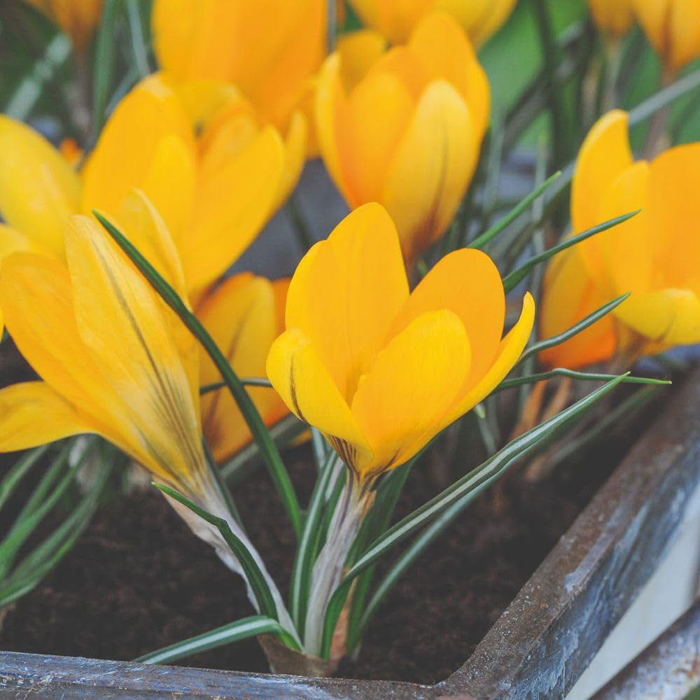 Thompson and Morgan Colourful Spring Collection Planting Bulb 101 Pack Image 3