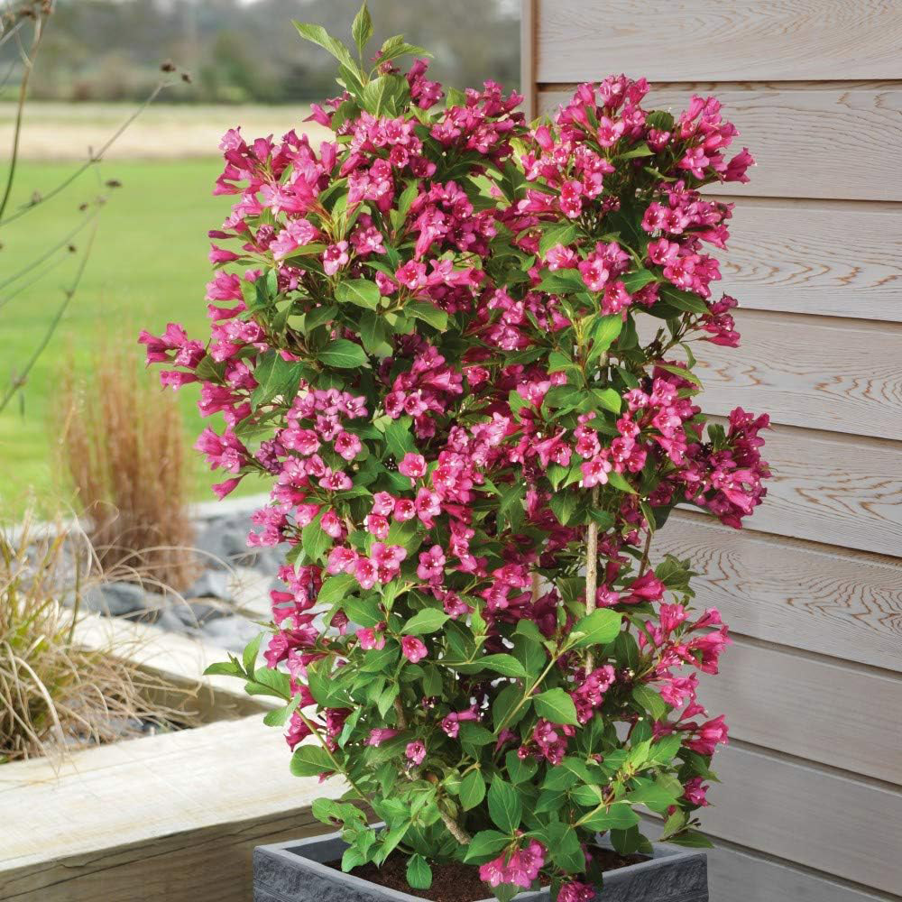 Thompson & Morgan Weigela Towers of Flowers Cherry Plant Pot 9cm Image 5