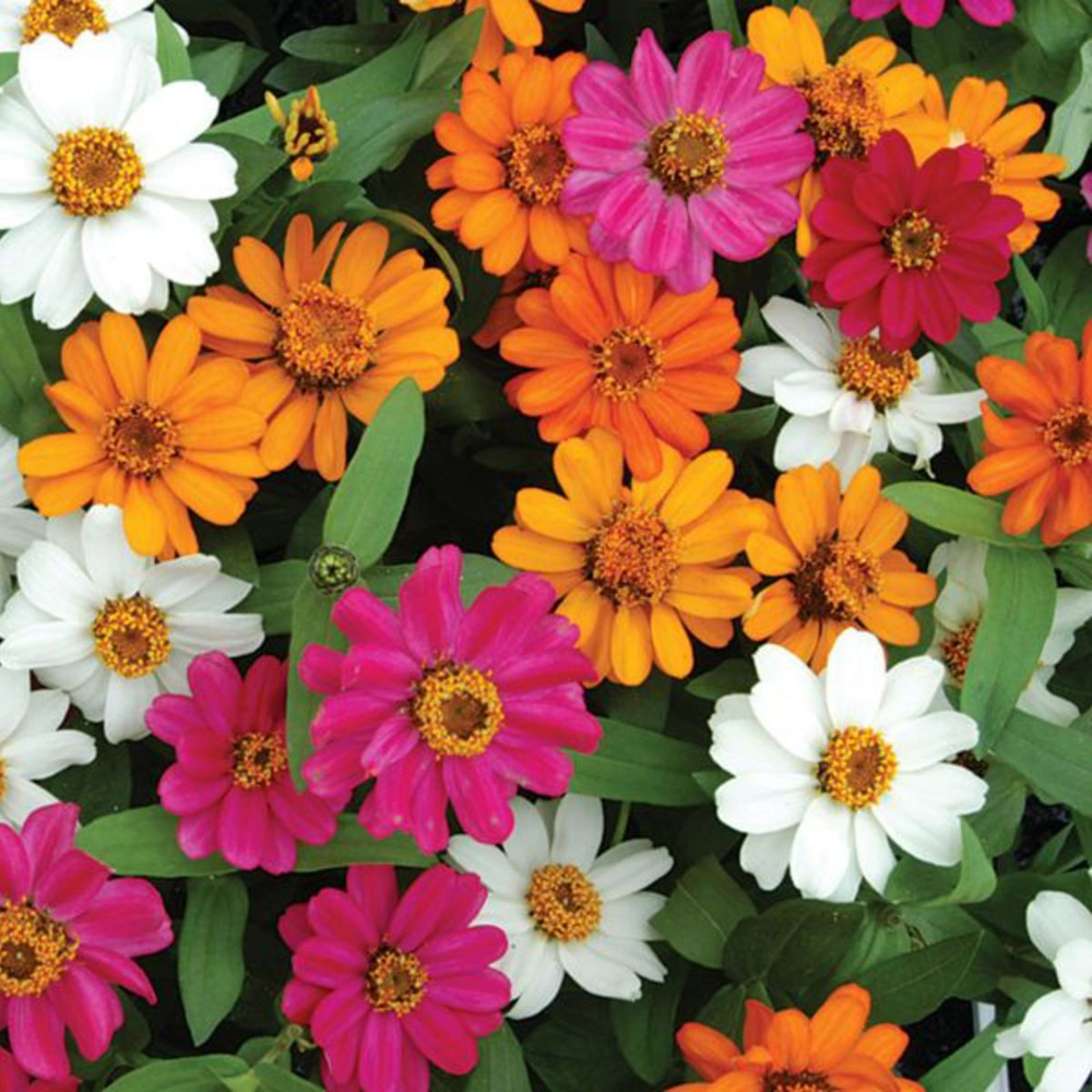 Thompson and Morgan Zinnia Profusion Mixed Garden Ready Plant 30 Pack Image 3