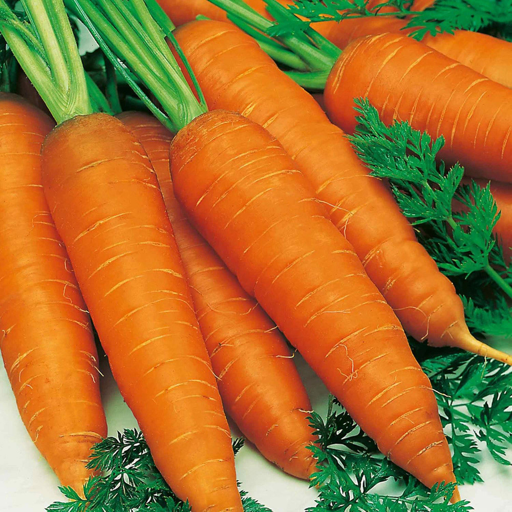 Thompson and Morgan Carrot Autumn King 2 Seeds Image 1