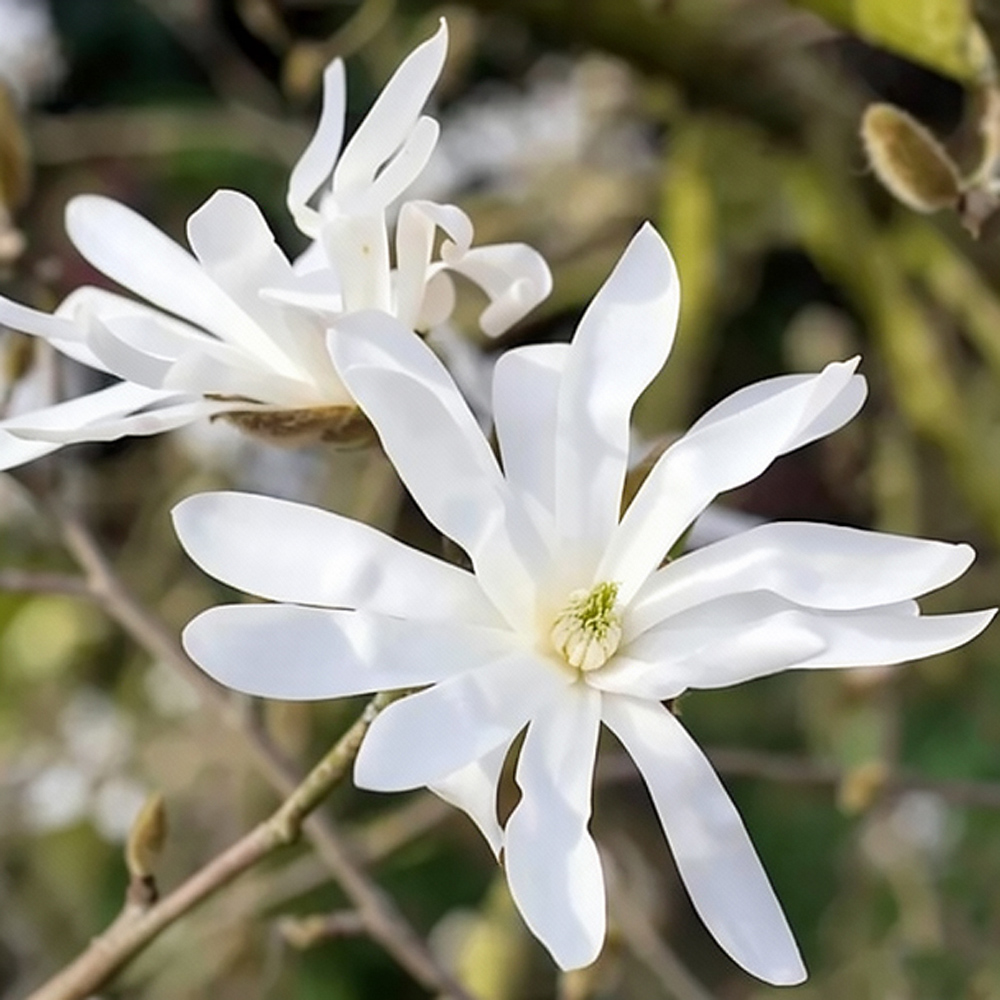 Thompson and Morgan Magnolia Trio Collection Plant 3 Pack Image 2