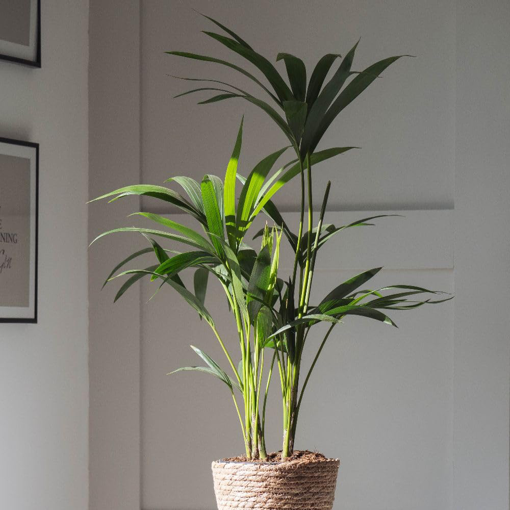 Thompson and Morgan Kentia Palm Howea Forsteriana Plant Pot 24cm Image 1