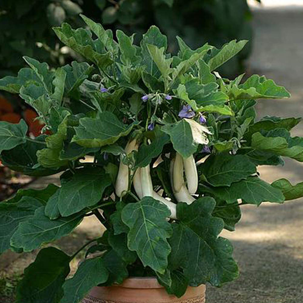 Thompson and Morgan Aubergine Gretel F1 Seeds Image 2