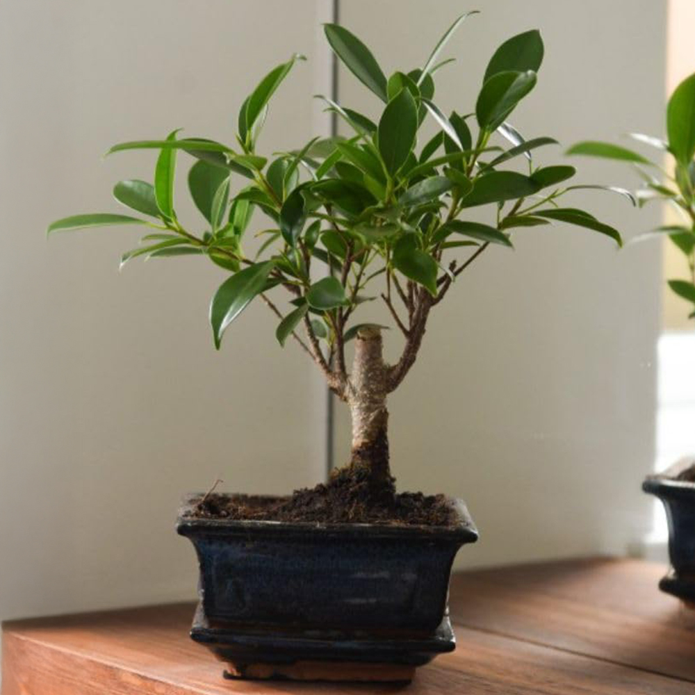 Thompson and Morgan Bonsai Ficus In Ceramic With Saucer Potted Plant 13cm 2 Pack Image 1