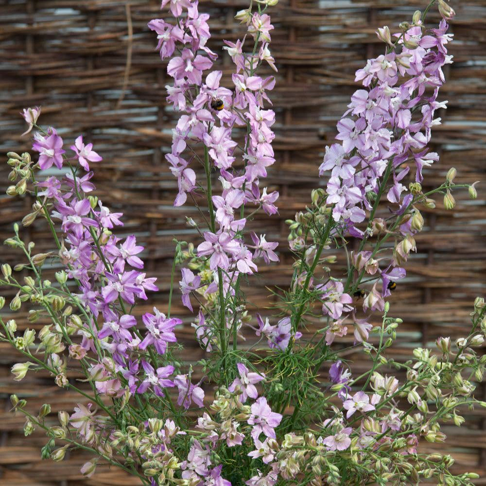 Thompson and Morgan Larkspur Delphinium Consolida Fancy Belladonna Seed Packet Image 2