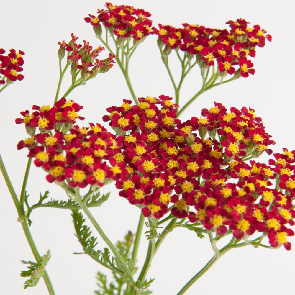 Thompson and Morgan Achillea Milly Rock Red Plant Pot 2L 3 Pack Image 1
