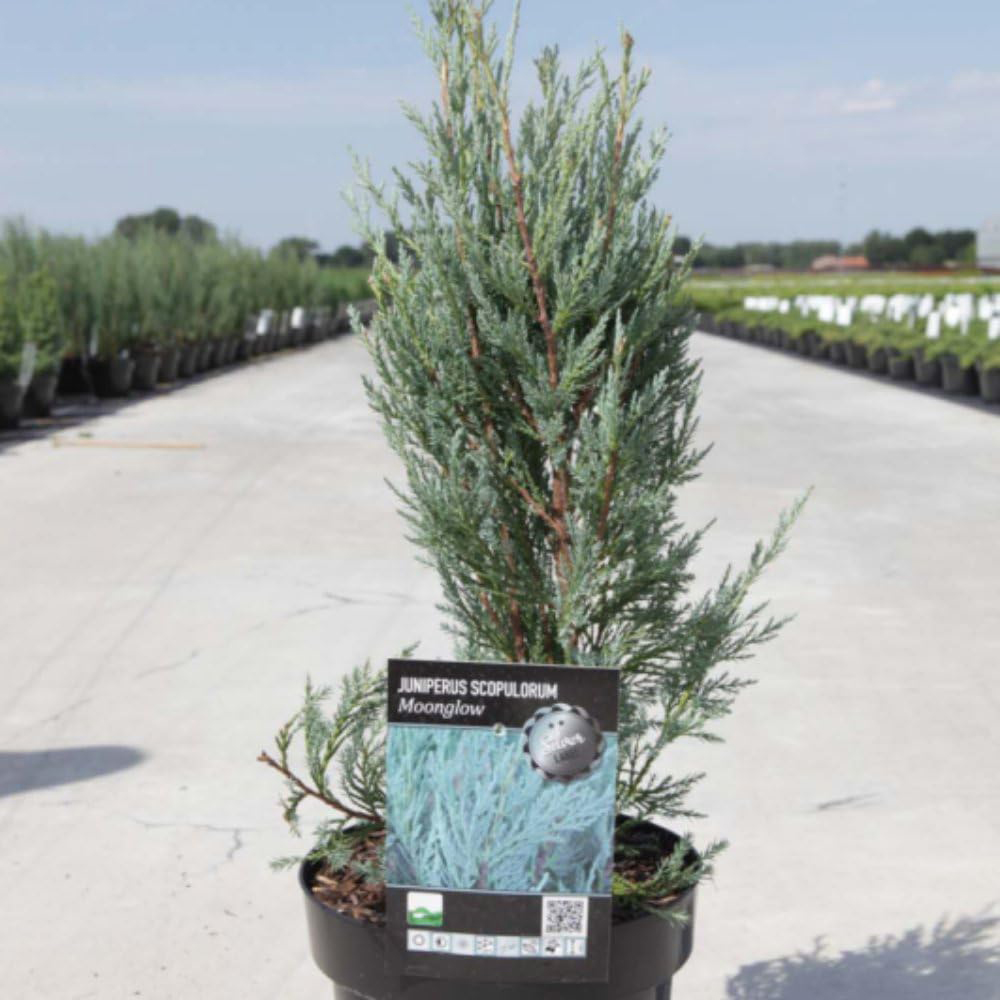 Thompson and Morgan Juniperus Scopulorum Moonglow Plant Pot 9cm Image 2