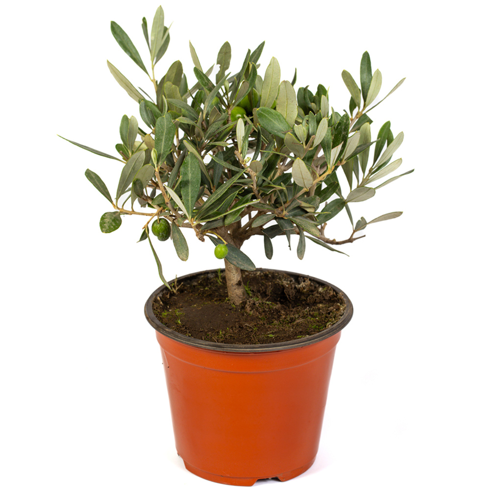 YouGarden Mini Olive Tree Plant Pot 15cm Image 2