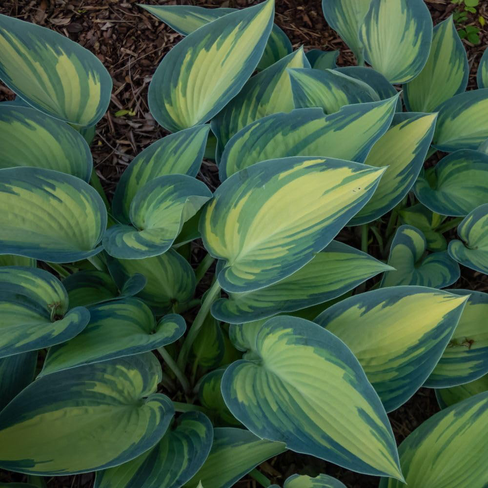 Thompson and Morgan Hosta June Plant Pot 9cm 3 Pack Image 1