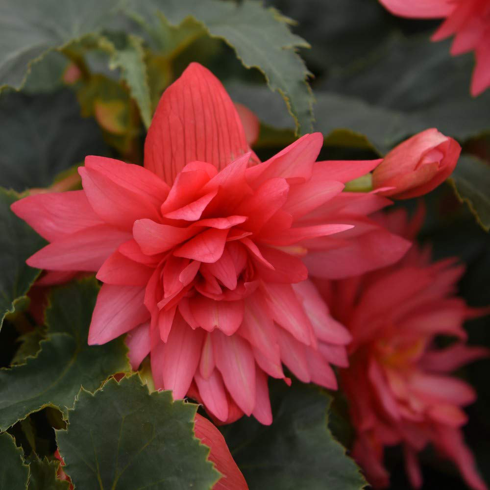 Thompson and Morgan Begonia Funky Pink Garden Ready Plant 15 Pack Image 4