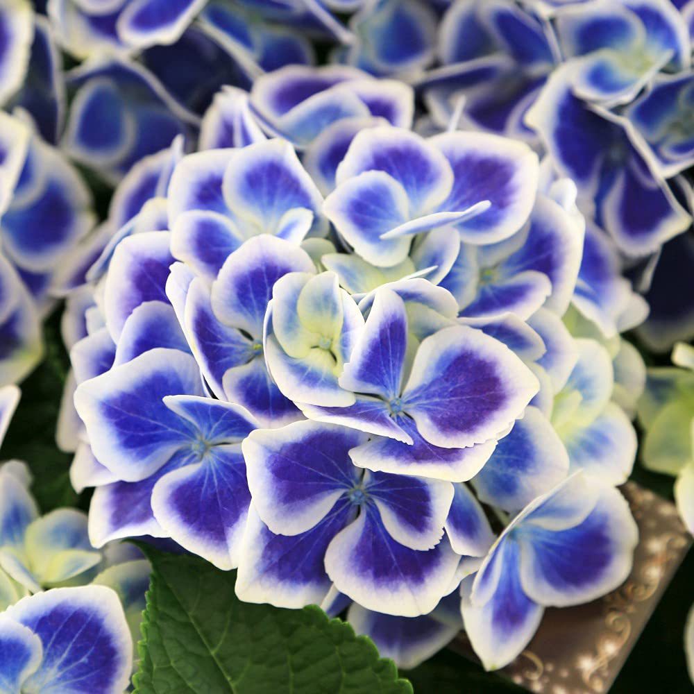 Thompson and Morgan Hydrangea Bicolour Bavaria Plant Pot 10.5cm Image 1
