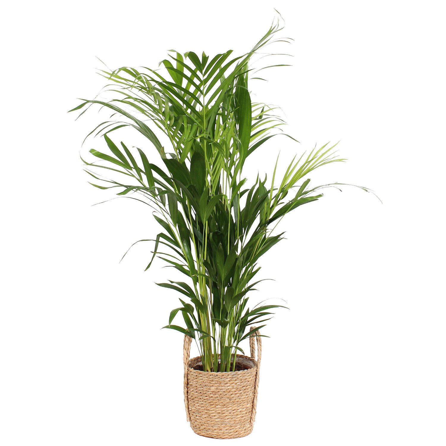 Dypsis Lutescens in Willow Basket - Green Image