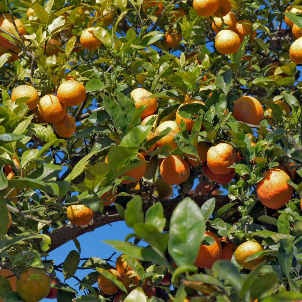 Thompson and Morgan Citrus Tree Lime Rangpur Plant Pot 5L Image 4