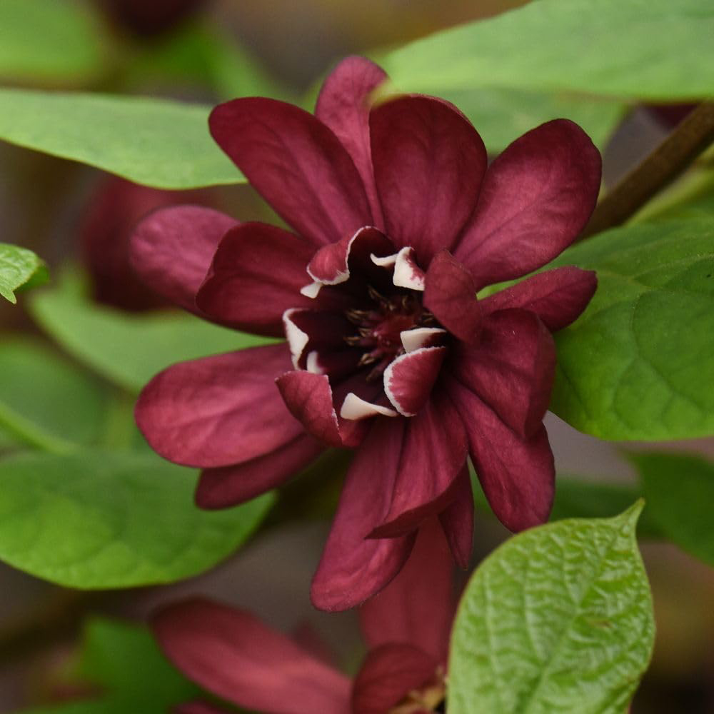 Thompson and Morgan Calycanthus Raulstonii Hartlage Wine Plant Pot 15cm Image 1