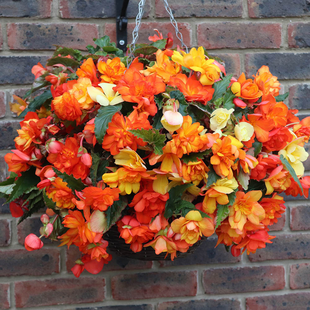 wilko Begonia Apricot Shades Rattan Hanging Basket Image 1