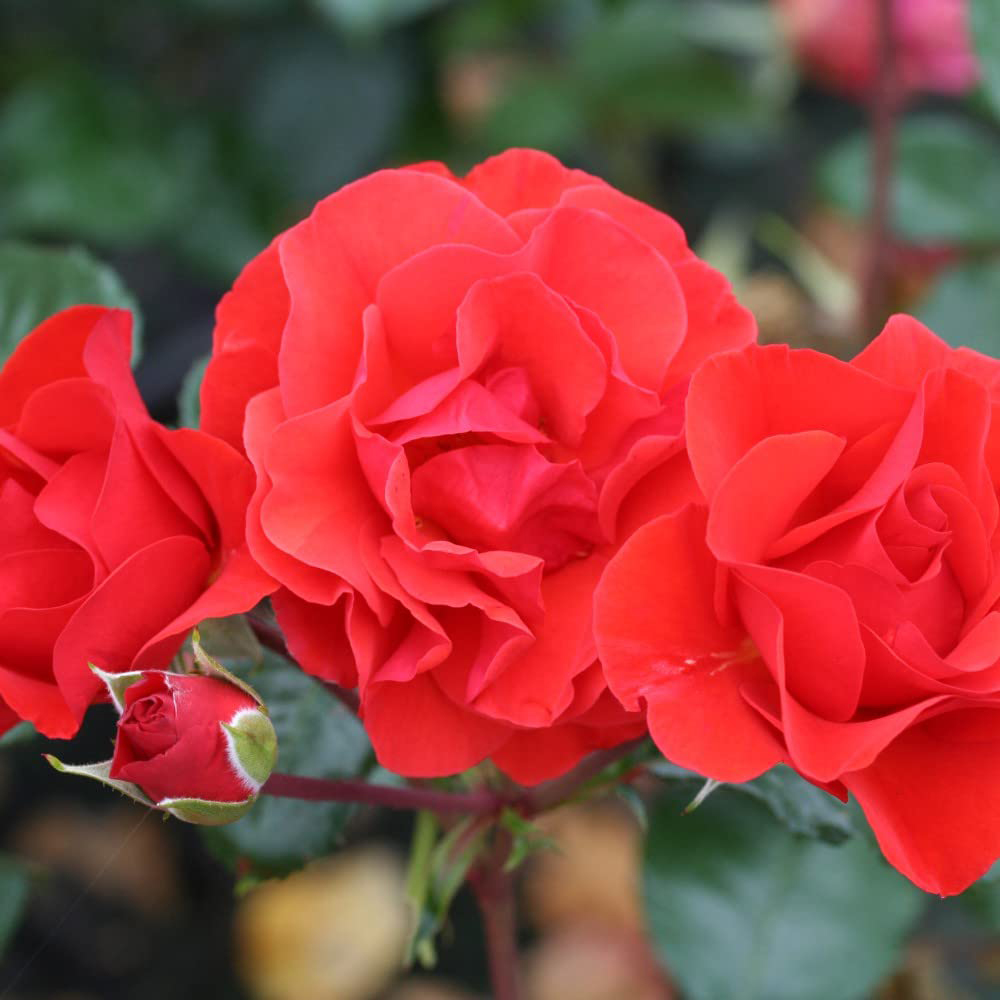 Thompson and Morgan Rose Bush Precious Love Bare Root Image 2