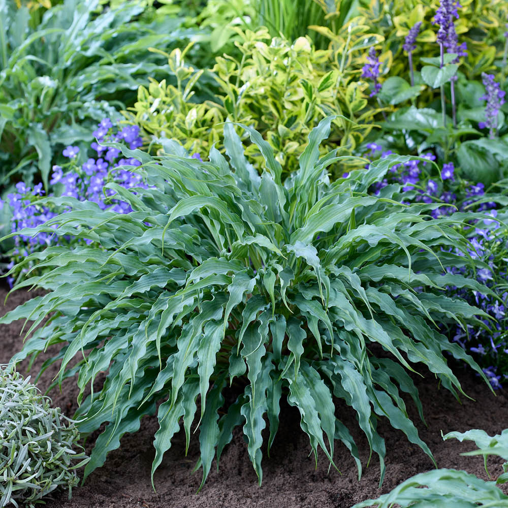 YouGarden Hosta Collection Plant in Pot 12cm 2 Pack Image 3