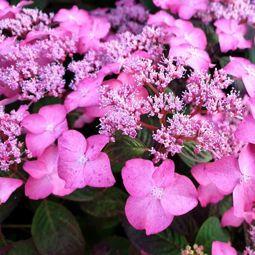 Thompson and Morgan Hydrangea Avelroz Plant Pot 3.6L Image 1