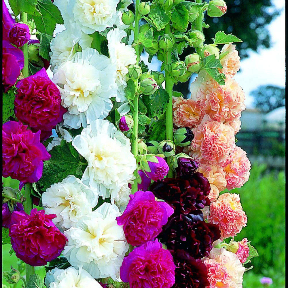Thompson and Morgan Everlasting Perennial Collection Bare Root 60 Pack Image 4