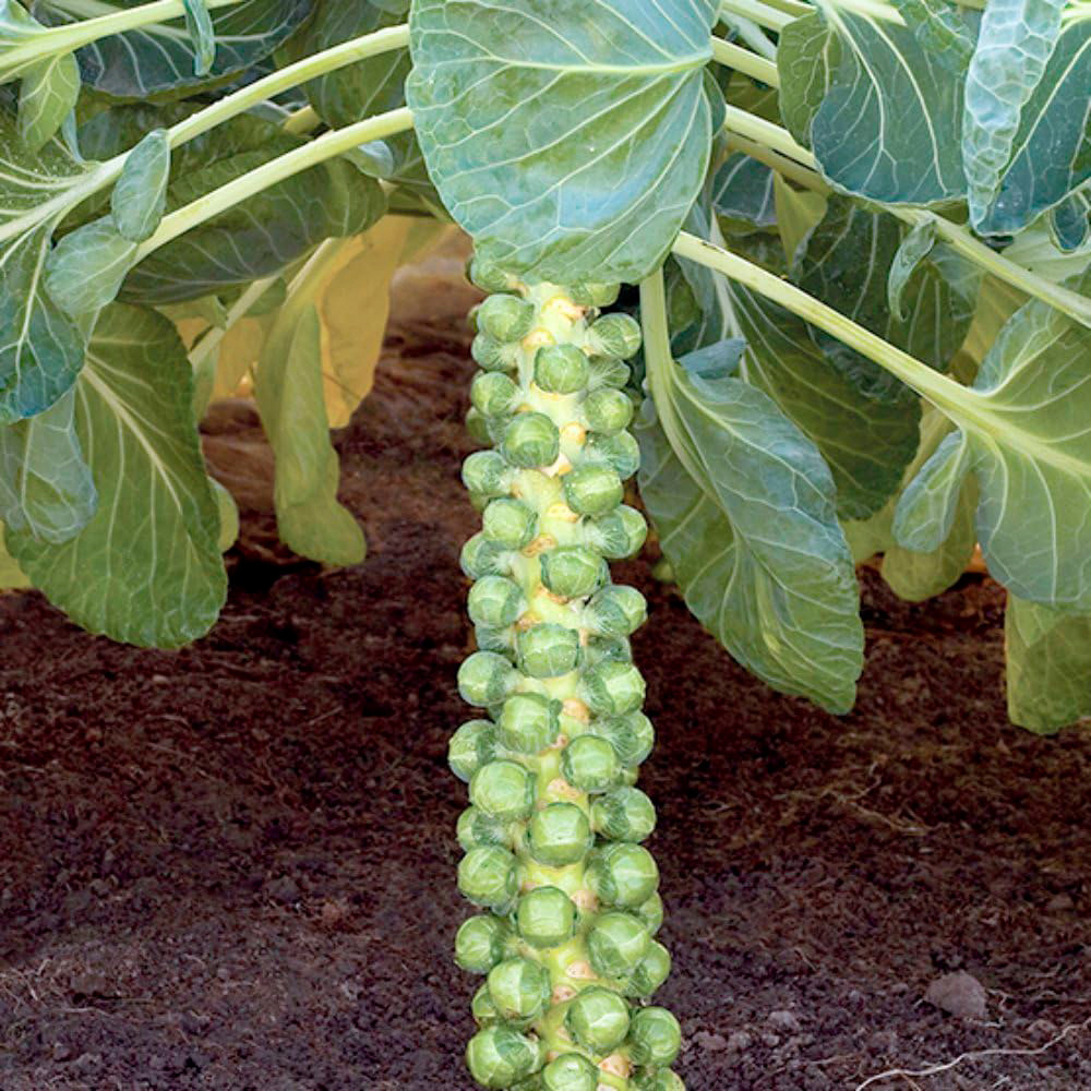 Thompson & Morgan Brussel Sprout Cryptus F1 Seeds Image 2