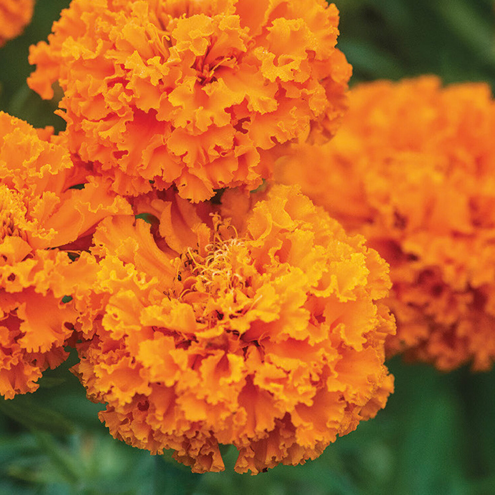 Pack of Marigold African Hot Stuff Flower Seeds Image 2