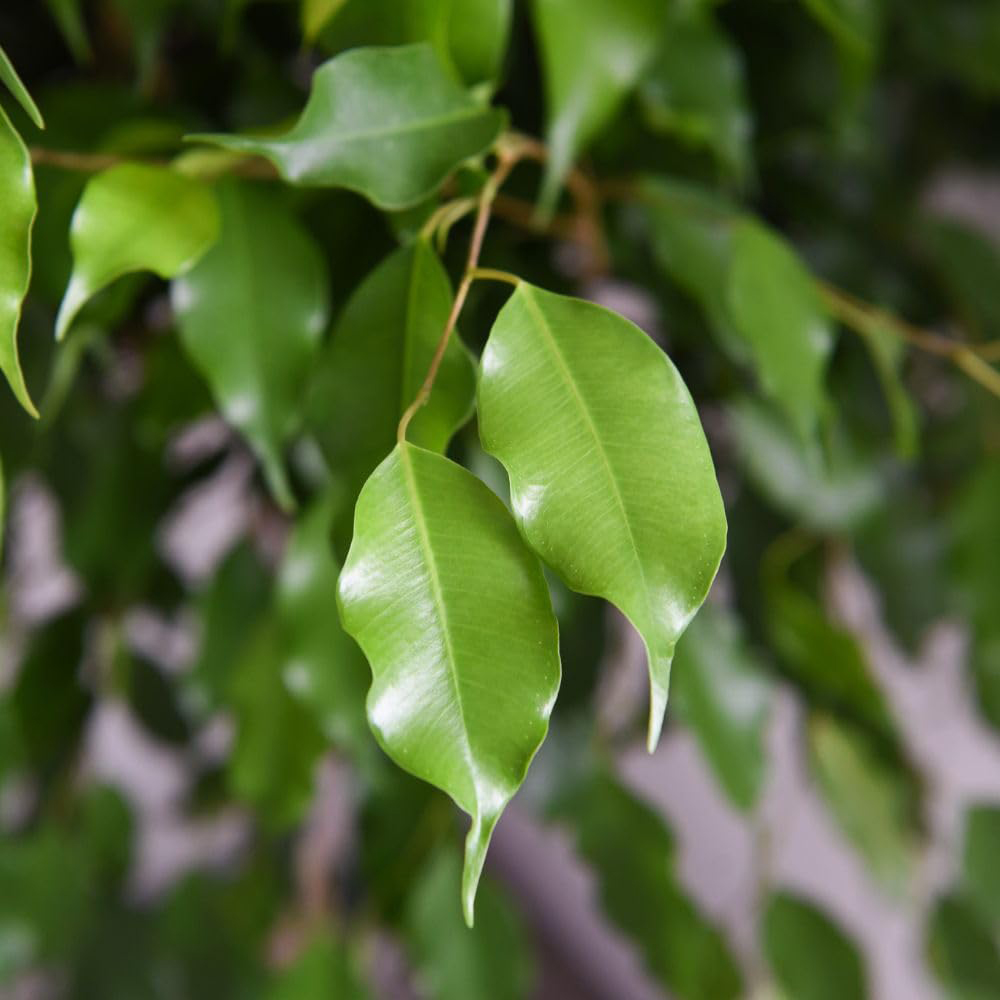 Thompson and Morgan Ficus Benjamina Exotica Braided Stem Plant Pot 27cm 2 Pack Image 3