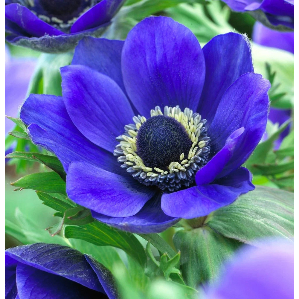 Thompson and Morgan Anemone Mr Fokker Planting Bulb 32 Pack Image 4