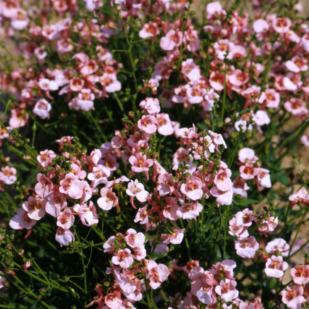 Thompson & Morgan Diascia Apricot Queen Seeds Image