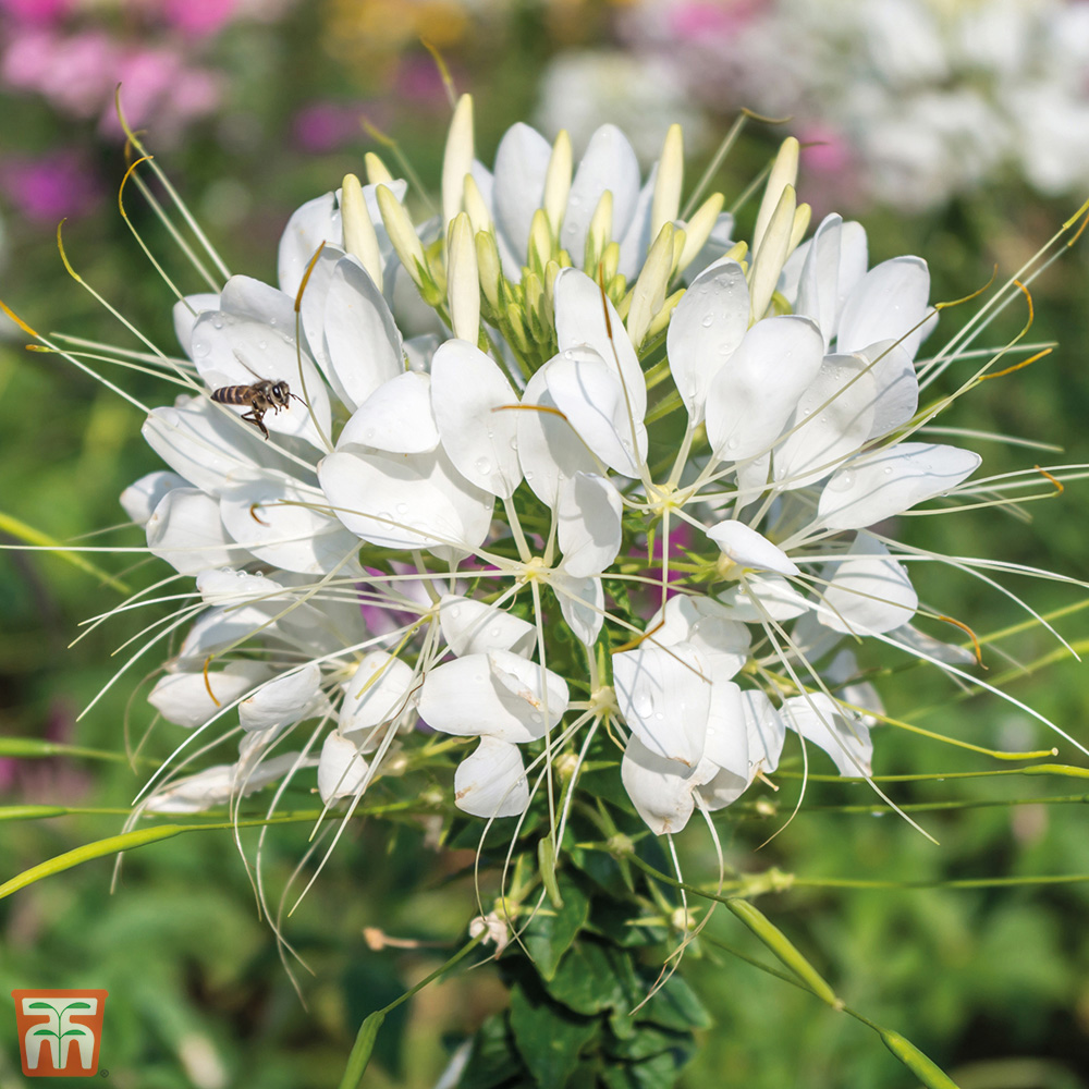 Thompson & Morgan Cleome Hassleriana Helen Campbell Seeds Image 2