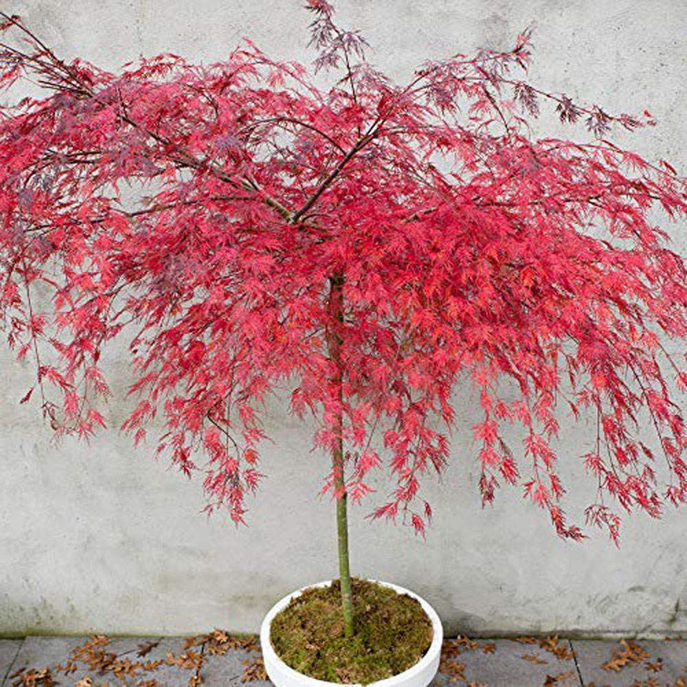 Thompson & Morgan Acer Palmatum Emerald Lace Plant Pot 9cm 2 Pack Image 2