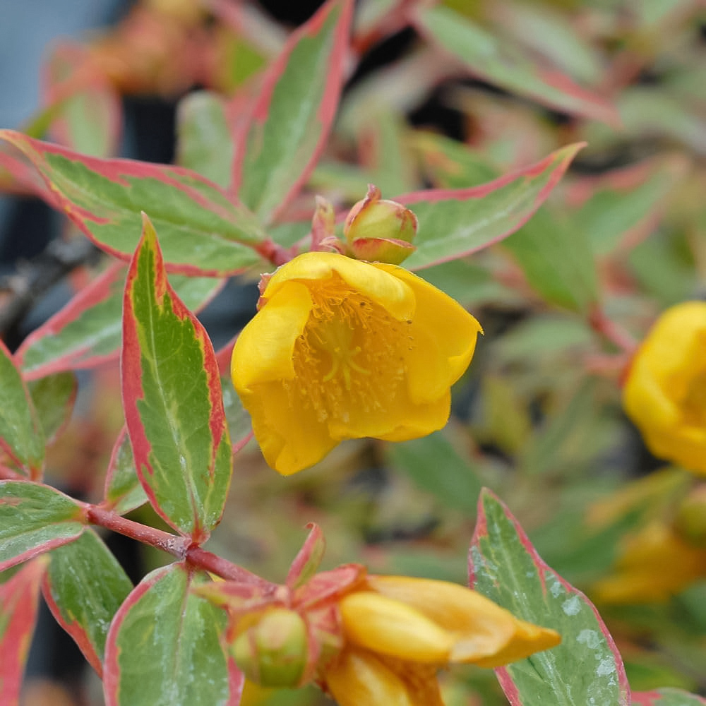 Thompson and Morgan Hypericum x Moserianum Tricolour Plant Pot 9cm 3 Pack Image 1