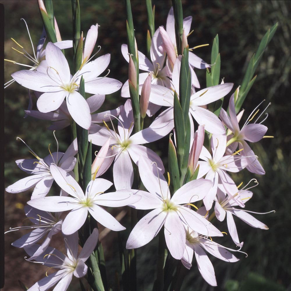 Thompson and Morgan Hesperantha Coccinea Pink Princess Plant Pot 9cm 2 Pack Image