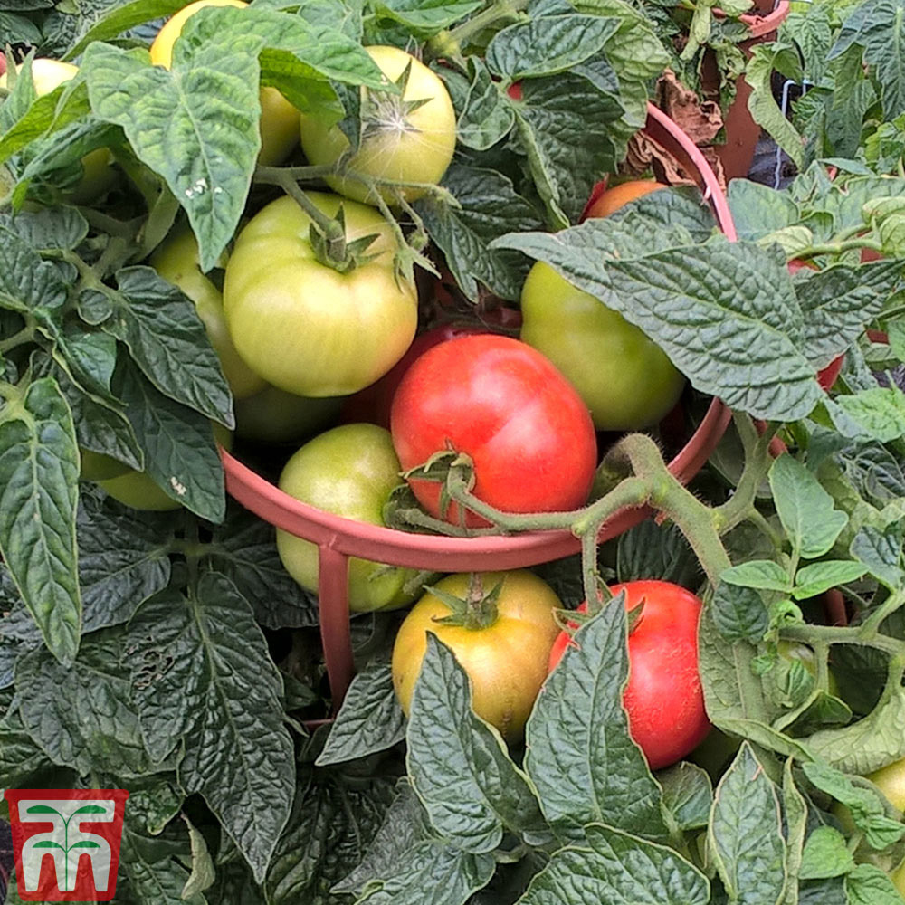 Thompson and Morgan Tomato Divinity Blight Resistant Variety Seeds Image 2